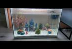 80 liter aquarium  ingelopen, Ophalen of Verzenden, Gevuld zoetwateraquarium