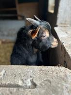 Black an tan bokje tekoop, Mannelijk, Geit, 0 tot 2 jaar