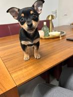 Mini pinscher 8 weken2  reu, Dieren en Toebehoren, Teef, Meerdere, Klein, Nederland