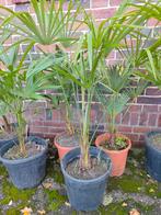 Jonge Palmen te koop!, Tuin en Terras, Planten | Tuinplanten, Volle zon, Vaste plant, Bloeit niet, Ophalen