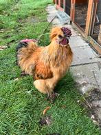 Zijdehoen haan, Dieren en Toebehoren, Pluimvee, Mannelijk, Kip