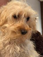 Wegens annulering  lief teefje kruising Maltipoo!, Dieren en Toebehoren, Honden | Niet-rashonden, Nederland, CDV (hondenziekte)