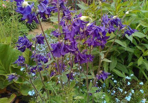 'Biologische' zaden van Akelei   blauw, Tuin en Terras, Bloembollen en Zaden, Ophalen of Verzenden