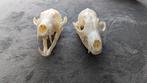 Vossen schedels 2 stuks (num 5-6), Verzamelen, Dierenverzamelingen, Wild dier, Ophalen of Verzenden, Zo goed als nieuw, Schedel