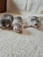 Transylvanian kittens, Dieren en Toebehoren, Meerdere dieren, Gechipt, 0 tot 2 jaar