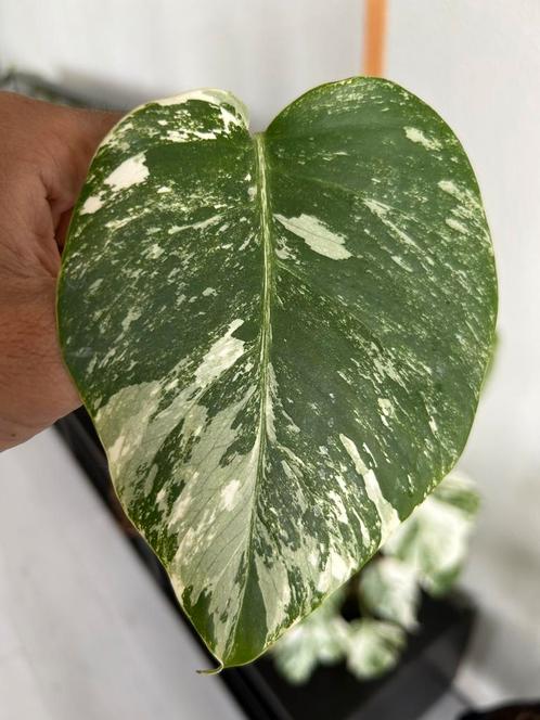 Monstera albo variegata stekje n 9, Huis en Inrichting, Kamerplanten, Overige soorten, Minder dan 100 cm, Groene kamerplant, Halfschaduw