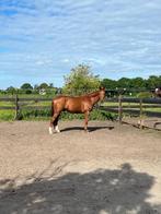 Verzorgster/verzorger gezocht omgeving Rijpwetering, Dieren en Toebehoren, Paarden en Pony's | Overige Paardenspullen, Ophalen of Verzenden