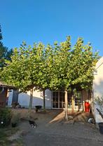 Mooie dakplatanen te koop!, Tuin en Terras, Bloeit niet, Leiboom, 250 tot 400 cm, Ophalen