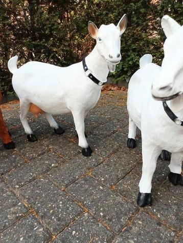 Nieuwe Beelden GEITEN OF BOKJES  beschikbaar voor biedingen