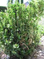 Tuinplant Hedera Helix Erecta heester, Volle zon, Vaste plant, Zomer, Ophalen