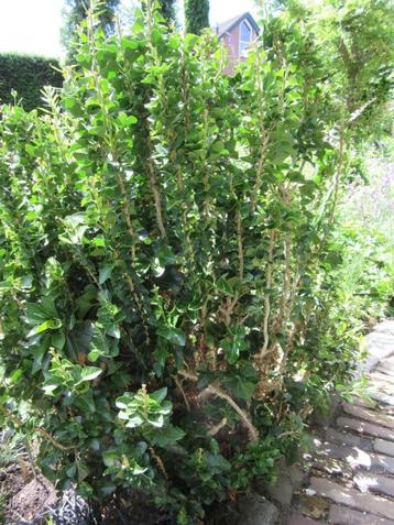 Tuinplant Hedera Helix Erecta heester beschikbaar voor biedingen
