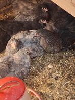 Jonge grote brahma 's te koop., Dieren en Toebehoren, Pluimvee, Geslacht onbekend, Kip