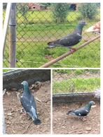 Kleurpostduif kleurpostduiven., Dieren en Toebehoren, Vogels | Duiven, Mannelijk, Postduif