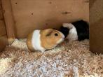 Cavia uit opvang zoekt fijn thuis, Dieren en Toebehoren, December, Mannelijk, Cavia