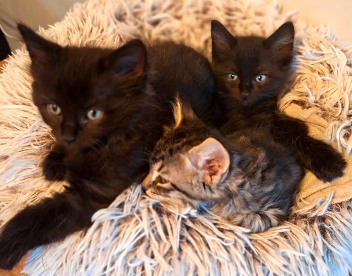 Sphynx X Ragdoll kittens. Nog 2 meisjes beschikbaar, Dieren en Toebehoren, Katten en Kittens | Raskatten | Langhaar, Meerdere dieren