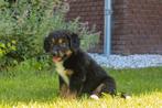 unieke friese stabij x nova scotia duck tolling retriever pu, Overige rassen, 8 tot 15 weken, CDV (hondenziekte), Meerdere