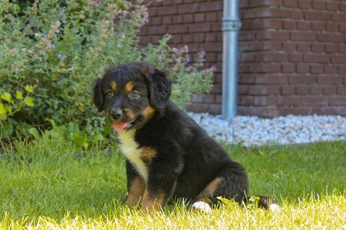 unieke friese stabij x nova scotia duck tolling retriever pu, Dieren en Toebehoren, Honden | Retrievers, Spaniëls en Waterhonden