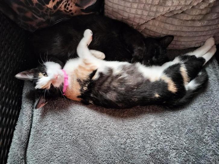 Kitten poesje, Dieren en Toebehoren, Katten en Kittens | Overige Katten, Poes