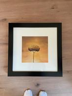 3x Fjällsta fotolijst met glas IKEA  50x50cm, Huis en Inrichting, Woonaccessoires | Lijsten, Ophalen, Minder dan 50 cm, Gebruikt