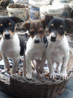 Boerenfox puppy's geboren op onze boerderij teefjes reutjes, Overige rassen, CDV (hondenziekte), 8 tot 15 weken, Meerdere