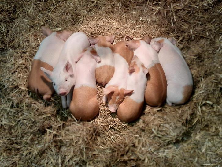 HUSUMER BIGGEN, Dieren en Toebehoren, Schapen, Geiten en Varkens, Varken, Meerdere dieren, 0 tot 2 jaar