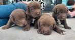 8 schattige Labrador x Bordercollie pups, Dieren en Toebehoren, CDV (hondenziekte), 8 tot 15 weken, Labrador retriever, Meerdere