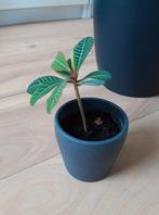 Madagascar Jewel zaden 25 zaden voor €4., Huis en Inrichting, Kamerplanten, Ophalen of Verzenden, Overige soorten, Minder dan 100 cm