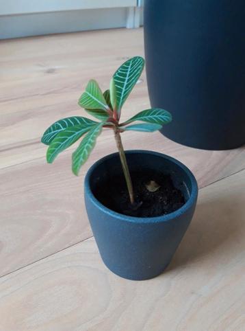 Madagascar Jewel zaden 25 zaden voor €4.  beschikbaar voor biedingen