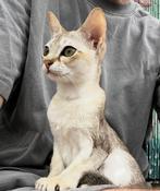 Zeldzame Singapura raskatten (Gecastreerd, stamboom, 6mnd), Dieren en Toebehoren, Kater, Gechipt, 0 tot 2 jaar