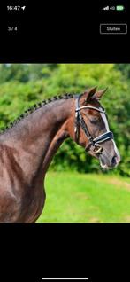 Mooie pony, Dieren en Toebehoren, Pony's, Merrie, Gechipt, Zadelmak, 3 tot 6 jaar