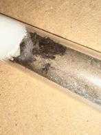 Camponotus nicobarensis mieren kolonie 20w, Dieren en Toebehoren