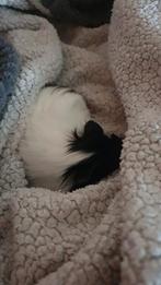 Prachtige cavia's 3 weeken oud vrouwtje, Dieren en Toebehoren, Knaagdieren, Oktober, Vrouwelijk