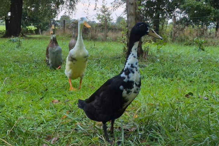 Twee loopeenden, Dieren en Toebehoren, Pluimvee, Eend, Mannelijk
