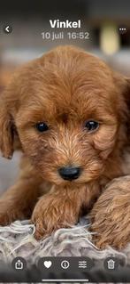 Labradoodle mini, Dieren en Toebehoren, Nederland, Overige rassen, CDV (hondenziekte), 8 tot 15 weken