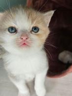 Britse korthaar kittens