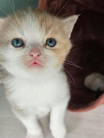Britse korthaar kittens beschikbaar voor biedingen