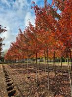 Acer rubrum Somerset - Prachtige Rode Esdoorn, Tuin en Terras, Planten | Bomen, Ophalen, Bloeit niet, Overige soorten, 400 cm of meer