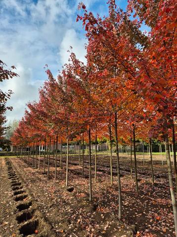 Acer rubrum Somerset - Prachtige Rode Esdoorn beschikbaar voor biedingen