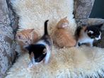 Kittens; lapjes poesjes en rode katers, Dieren en Toebehoren, Katten en Kittens | Overige Katten, Meerdere dieren