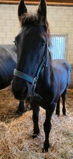 Fries hengstenveulen, Dieren en Toebehoren, Paarden, Gechipt, Minder dan 160 cm, Dressuurpaard, 0 tot 2 jaar