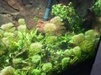 Waterplanten  tropisch aquarium  cabomba, Dieren en Toebehoren, Vissen | Aquaria en Toebehoren, Ophalen of Verzenden, Zo goed als nieuw