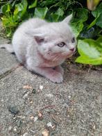 Britse Korthaar kat, gevaccineerd met vaccinatieboekje, zind, Dieren en Toebehoren, Katten en Kittens | Raskatten | Korthaar