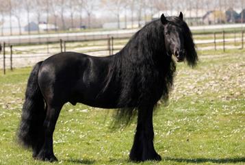 Verschillende super mooie Fell pony's te koop en ter dekking beschikbaar voor biedingen