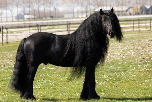 Verschillende super mooie Fell pony's te koop en ter dekking, Dieren en Toebehoren, Pony's, Hengst, M, D pony (1.37m tot 1.48m)