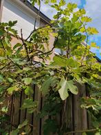 Vijgenboom, Tuin en Terras, Ophalen of Verzenden, Bloeit niet, Volle zon, Overige soorten