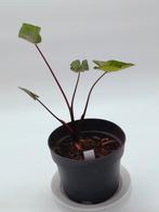 Colocasia Tea Cup hoogte 25 cm, Tuin en Terras, Planten | Tuinplanten, Ophalen of Verzenden