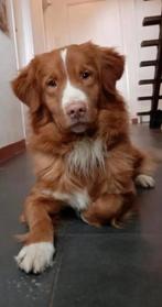Nova scotia duck tolling retriever Toller dekreu, Dieren en Toebehoren, Particulier, Rabiës (hondsdolheid), Reu, Buitenland