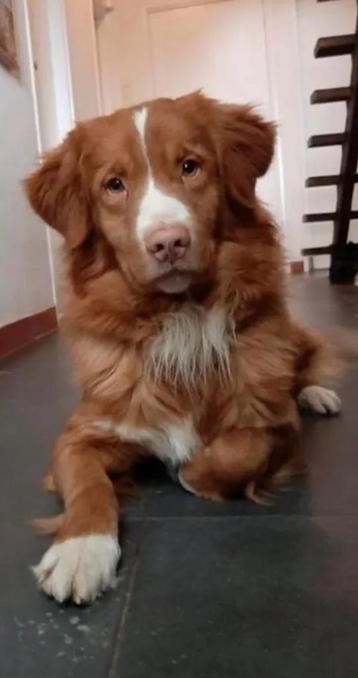 Nova scotia duck tolling retriever Toller dekreu beschikbaar voor biedingen