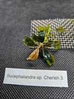 Bucephalandra sp. Cherish 3, Nieuw, Plant(en), Steen of Hout, Ophalen of Verzenden