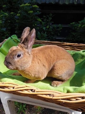 Rexdwerg konijntjes te koop. beschikbaar voor biedingen